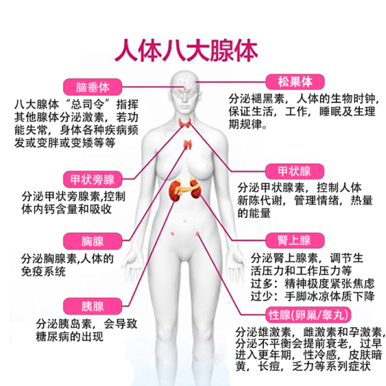 eight-gland